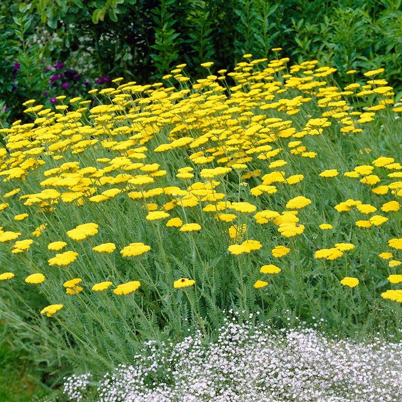 Perennials and Bulbs On Sale